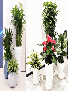 宁波海曙植物租摆哪家好